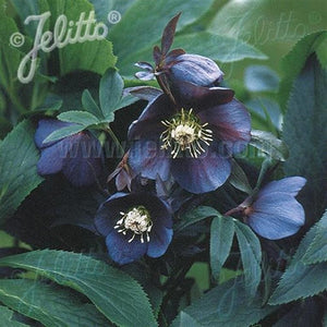 Hellebore 'Single Slate' (Blue Metallic Lady)' x 3 Pack - 7cm Plants For Sale