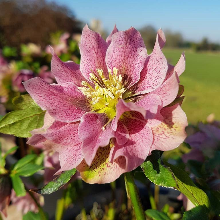 Hellebore 'Double Pink (Light)' x 3 Pack - 7cm Plants For Sale