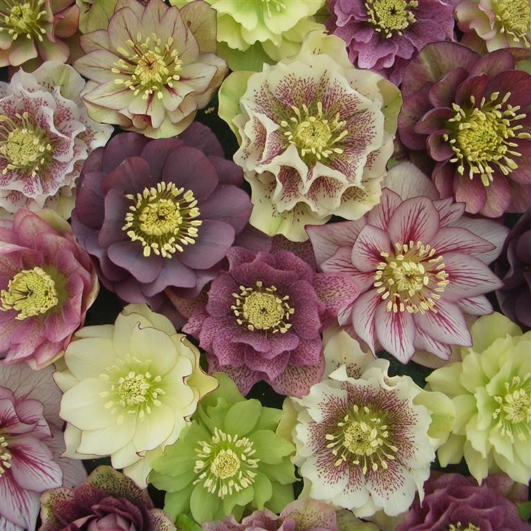 Hellebore 'Double Queen Mix' x 3 Pack - 7cm Plants For Sale