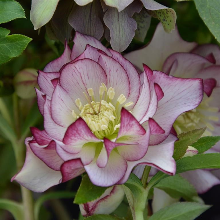 Hellebore 'Single White picotee' x 5 Pack - 5cm Plants For Sale