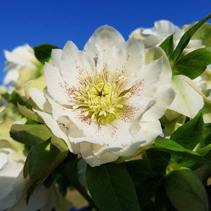 Hellebore 'Double White Spotted' x 3 Pack - 7cm Plants For Sale