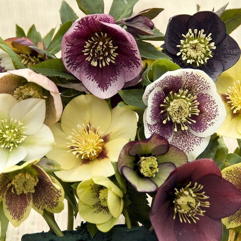 Hellebore 'Lenten Beauty Mix' x 5 Pack - 5cm JUMBO Plug Plants For Sale