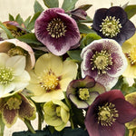 Hellebore Lenten Beauty Mix x 5 Pack - 5cm Plug Plants For Sale FREE P&P