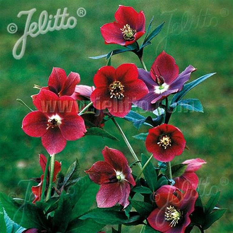 Hellebore 'Single Red' (Red Lady) x 5 Pack - 5cm Plug Plants For Sale