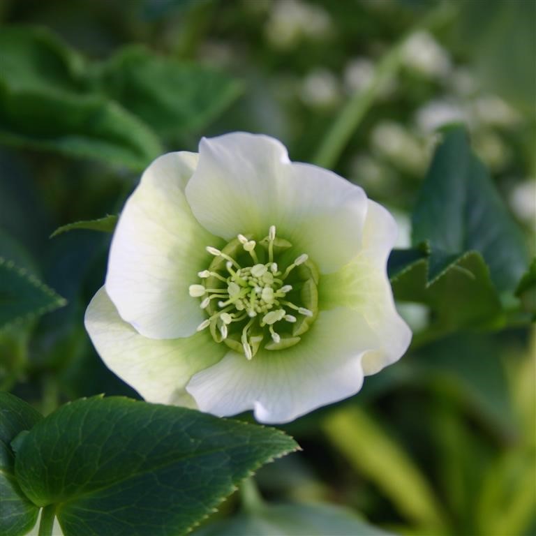 Hellebore 'Single White, 'White Lady'' x 3 Pack - 7cm Plants For Sale