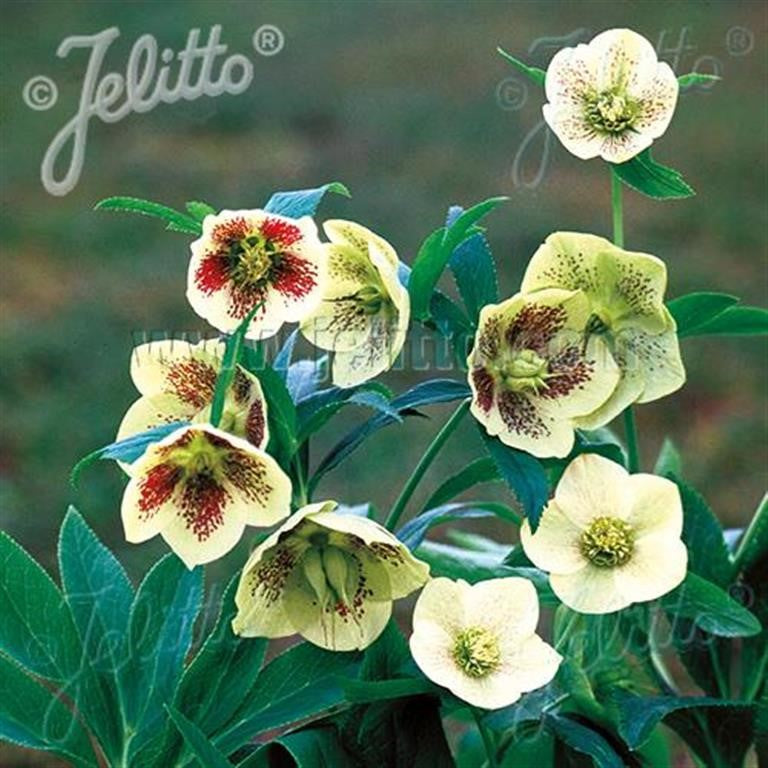 Hellebore 'Single Yellow' (Yellow Lady) x 5 Pack - 5cm Plug Plants For Sale