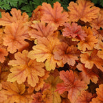 Heucherella ‘Buttered Rum’ – 3 Plug Plants (5cm) | Hardy Colourful Ground Cover - FREE P&P