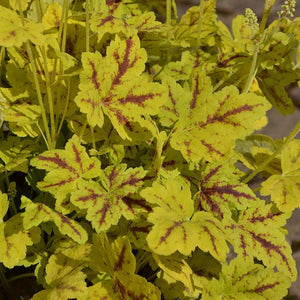 Heucherella Leapfrog Perennials Plants x 5 Pack - 5cm Plug Plants For Sale FREE P&P