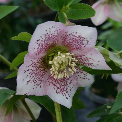 Hellebore 'Single Pink Spotted' x 3 Pack - 7cm Plants For Sale