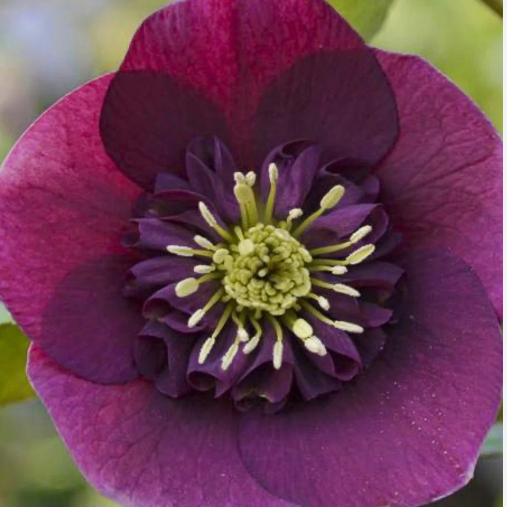 Hellebore 'Anemone Red' x 3 Pack - 7cm Plants For Sale