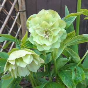 Hellebore 'Double Green' x 5 Pack - 5cm JUMBO Plug Plants For Sale