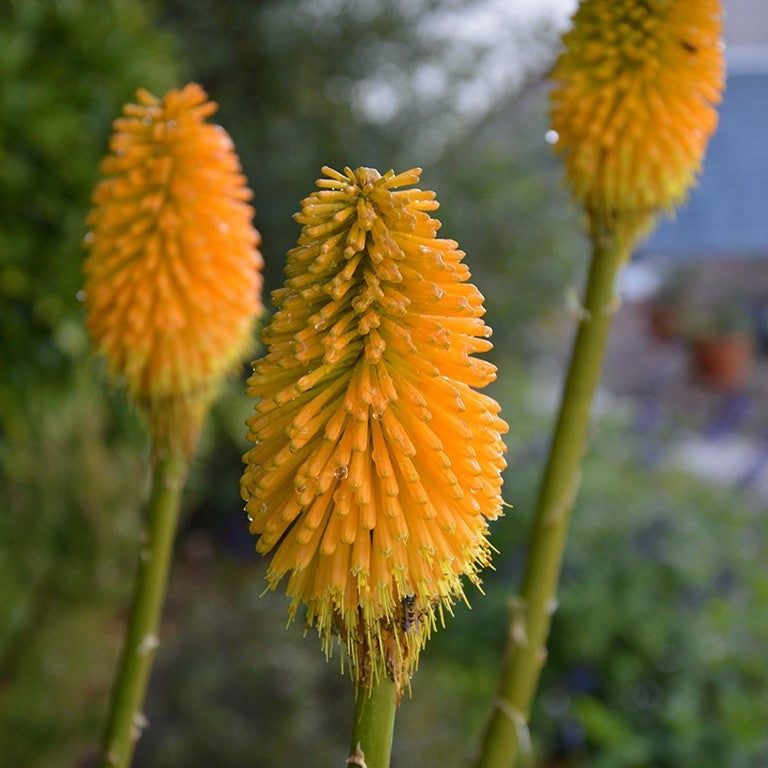 Kniphofia Happy Halloween Perennial x 5 Pack - 5cm Plug Plants For Sale FREE P&P