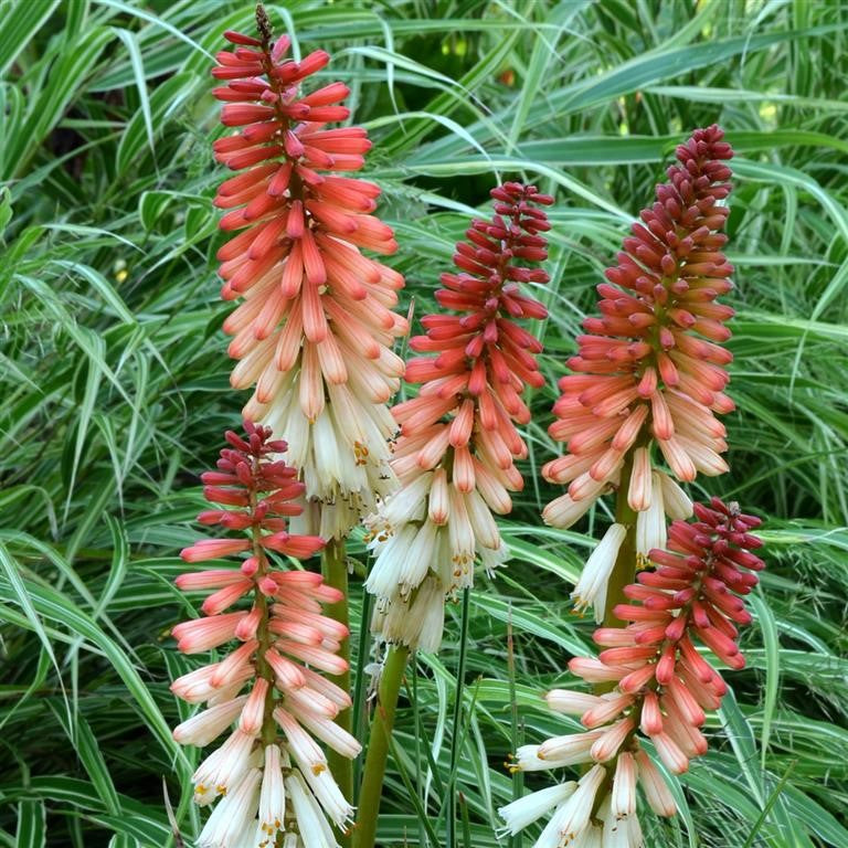 Kniphofia Orange Vanilla Popsicle x 5 Pack - 5cm Plug Plants For Sale FREE P&P