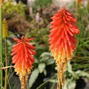 Kniphofia Papaya Popsicle Perennial x 5 Pack - 5cm Plug Plants For Sale FREE P&P