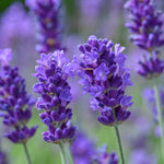 Lavender ‘Dark Blue’ BeeZee® x 5 (3cm) – Hardy Compact Fragrant Plant - FREE P&P