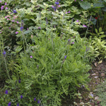 Lavandula christiana ‘Pinnata’ Plug Plants – Unique Lavender 3cm Plants x9 - FREE P&P