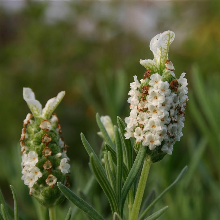 Lavender Devon Compact White x 5 Pack - 5cm Plug Plants For Sale FREE P&P