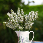 Lavandula × intermedia ‘Exceptional’ – 3cm Plug Plants | 9 Pack - FREE P&P