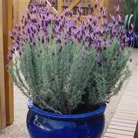 Lavender Pedunculata Perennial Herb x 9 Pack - 3cm Plug Plants For Sale FREE P&P