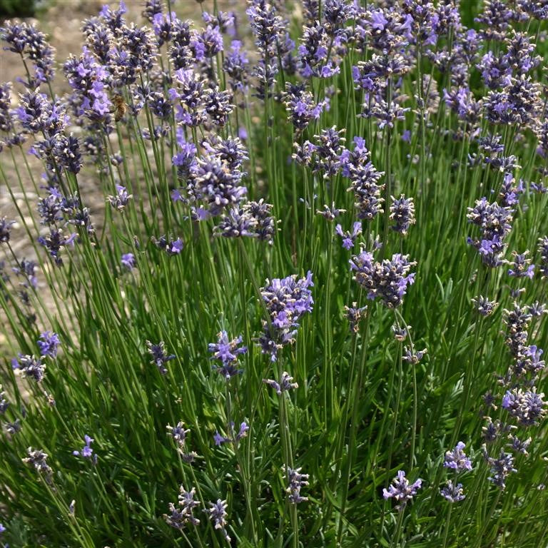 Lavender 'Munstead' x 5 Pack - 5cm Plug Plants For Sale