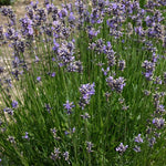 Lavender Munstead Herb Perennial x 9 Pack - 3cm Plants For Sale FREE P&P