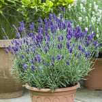 Lavender Oxford Gem Herb x 9 Pack - 3cm Plug Plants For Sale FREE P&P