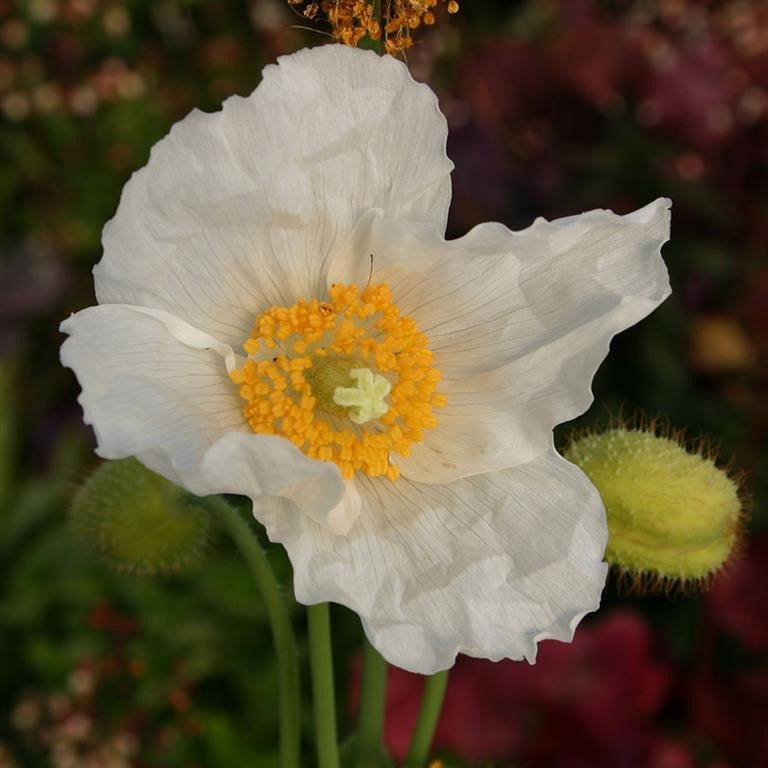 Meconopsis baileyi 'Alba' x 3 Pack - 5cm Plug Plants For Sale FREE Postage