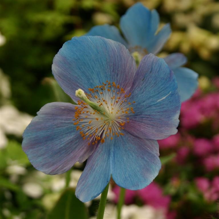 Meconopsis baileyi China Blue x 5 Pack - 5cm Plants For Sale FREE P&P