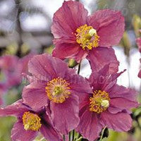 Meconopsis baileyi 'Hensol Violet' x 3 Pack - 5cm Plug Plants For Sale FREE Postage