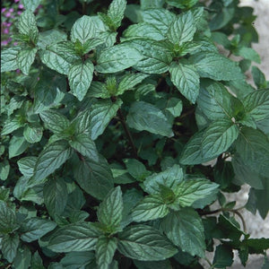 Mint Mentha Peppermint Herb x 9 Pack - 3cm Plants For Sale FREE P&P