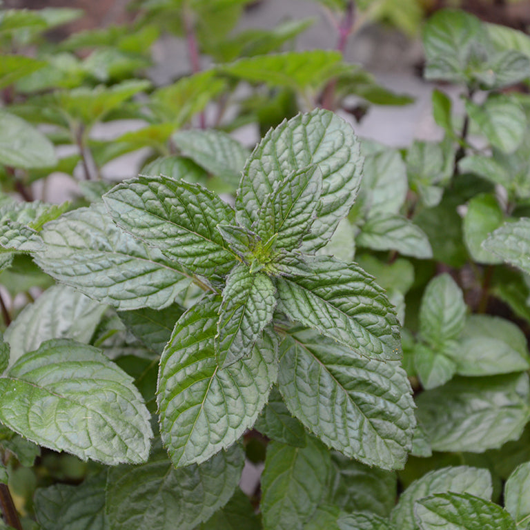 Mint (Mentha) 'Blackcurrant' x 5 Pack - 5cm Plug Plants For Sale