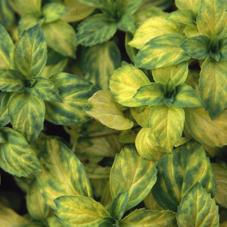 Mint (Mentha) 'Ginger' x 5 Pack - 5cm Plug Plants For Sale