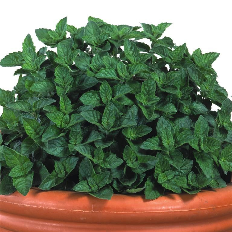 Mint (Mentha) 'Grapefruit' x 5 Pack - 5cm Plants For Sale