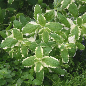 Mint suaveolens Variegata Herb x 9 Pack - 3cm Plants For Sale FREE P&P