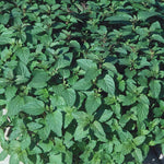 Mint Mentha Spearmint Herb x 9 Pack - 3cm Plants FREE Postage