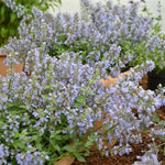 Nepeta faassenii ‘Purrsian Blue’ – 3 x 5cm Plug Plants - FREE P&P