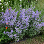 Nepeta racemosa ‘Walker’s Low’ – Plug Plants | Classic Catmint | 3 Pack - FREE P&P