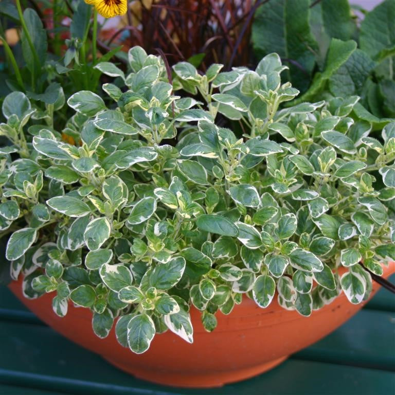 Oregano Country Cream Herb x 9 Pack - 3cm Plants For Sale FREE P&P