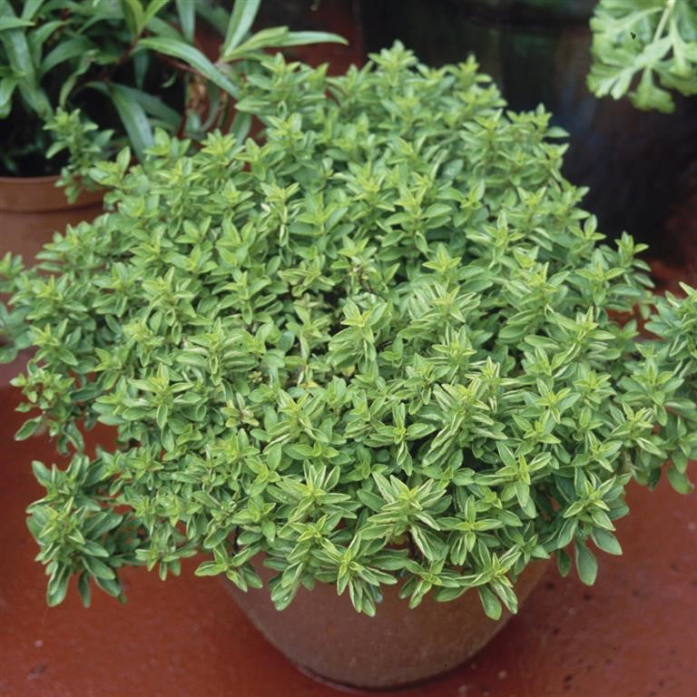 Marjoram Compact Herb Plants x 5 Pack - 5cm Plug Plants For Sale FREE P&P