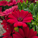 Osteospermum SummerSmile® ‘Cardinal’ – 5 Plug Plants - FREE P&P