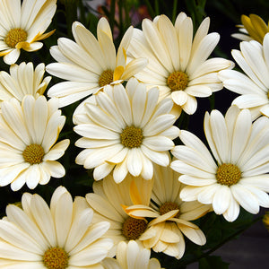 Osteospermum SummerSmile™ 'Crème' x 5 Pack - 5/5cm JUMBO Plug Plants For Sale