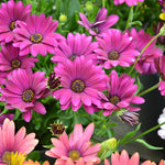 Osteospermum SummerSmile™ 'Magenta' x 5 Pack - 5/5cm JUMBO Plug Plants For Sale