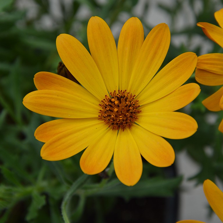 Osteospermum SummerSmile™ 'Orange' x 3 Pack - 7cm Plants For Sale