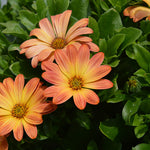 Osteospermum SummerSmile® ‘Sunfire’ – 5 Plug Plants | FREE P&P