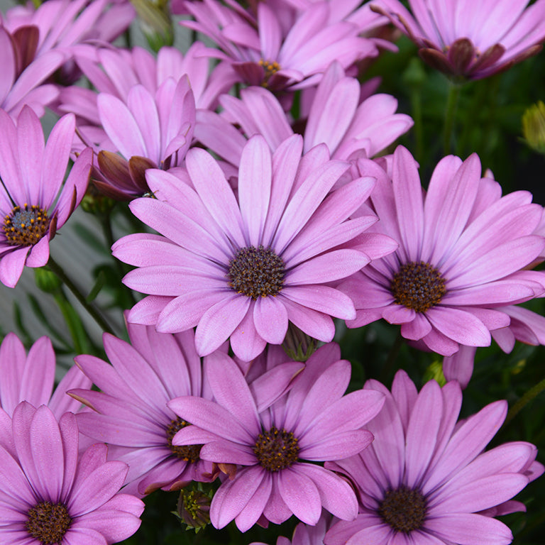 Osteospermum SummerSmile™ 'Soft Violet' x 3 Pack - 7cm Plants For Sale