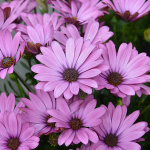 Osteospermum SummerSmile™ 'Soft Violet' x 5 Pack - 5/5cm JUMBO Plug Plants For Sale