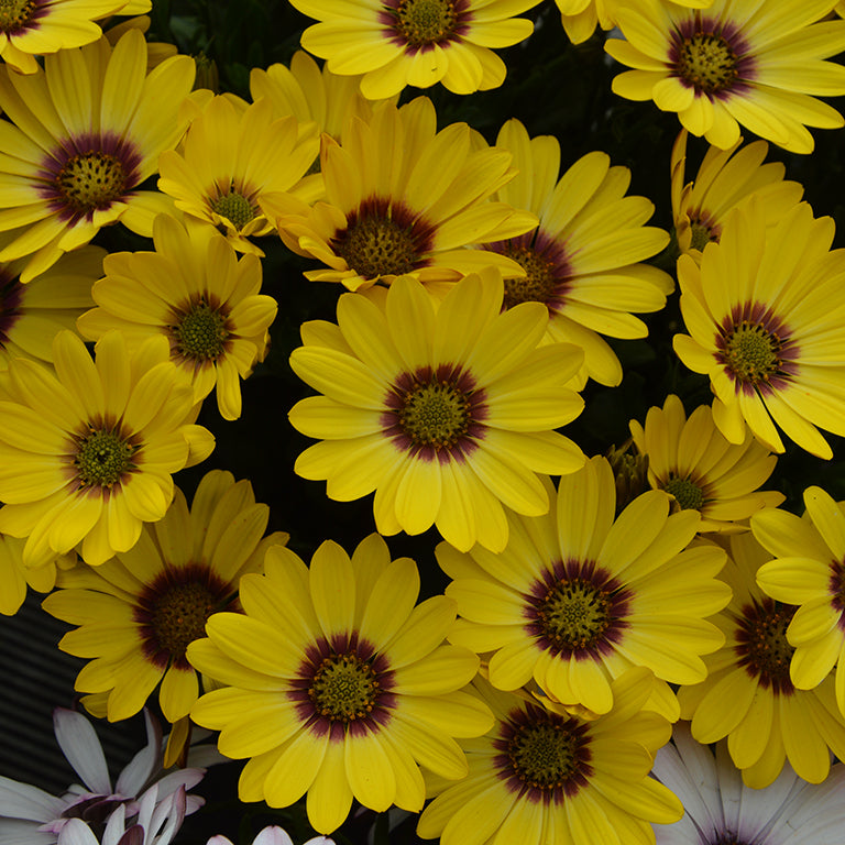 Osteospermum SummerSmile™ 'Yellow Punch' x 5 Pack - 5/5cm JUMBO Plug Plants For Sale