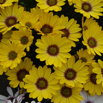 Osteospermum SummerSmile™ 'Yellow Punch' x 3 Pack - 7cm Plants For Sale