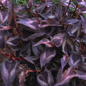 Persicaria microcephala 'Red Dragon' x 5 Pack - 5cm JUMBO Plug Plants For Sale