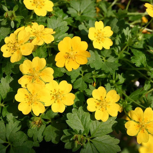 Potentilla 'Nana' x 9 Pack - 3cm Plug Plants For Sale